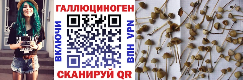 Галлюциногенные грибы Psilocybe  Купить где  Шуя 